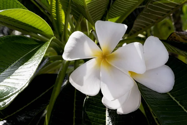 Fleurs Plumeria Blanches Jaunes Fleurissant Sur Arbre Frangipani Fleurs Tropicales — Photo