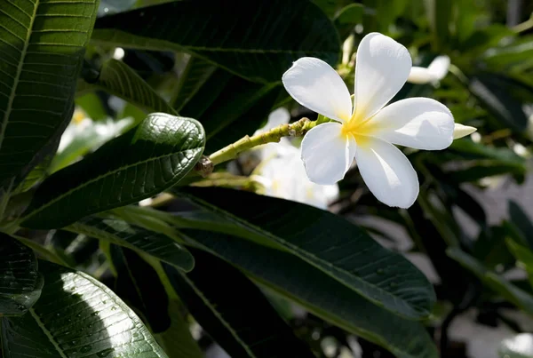 Fleurs Plumeria Blanches Jaunes Fleurissant Sur Arbre Frangipani Fleurs Tropicales — Photo