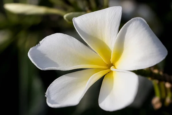 白色和黄色的水仙花盛开在树上 热带花 柔和的阳光下绽放着异国情调的花朵和朦胧的热带园林景观 岛屿自然特写 — 图库照片