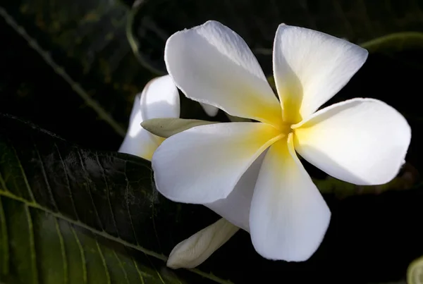 フランジパニ 熱帯の花に白と黄色の花を咲かせます ぼんやりとしたボケ熱帯の庭の風景とエキゾチックな花を咲かせます 島の自然が近くに — ストック写真