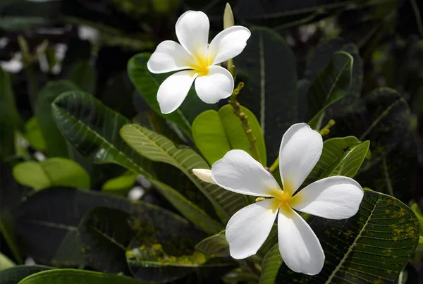 白色和黄色的水仙花盛开在树上 热带花 柔和的阳光下绽放着异国情调的花朵和朦胧的热带园林景观 岛屿自然特写 — 图库照片