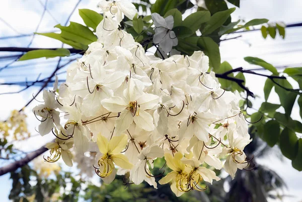 精选的焦点美丽的仙人掌花在花园里盛开 也叫仙人掌花 金黄色的淋浴 — 图库照片