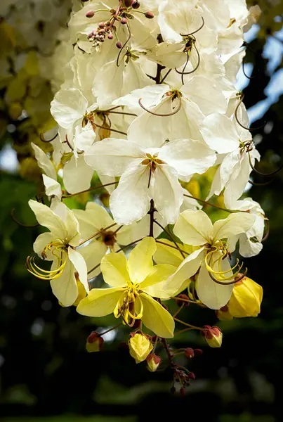 精选的焦点美丽的仙人掌花在花园里盛开 也叫仙人掌花 金黄色的淋浴 — 图库照片