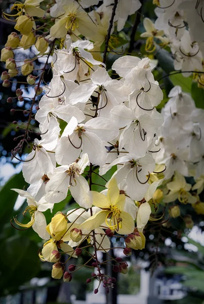 Foyer Sélectif Belle Fleur Fistule Cassia Fleurissant Dans Jardin Aussi — Photo