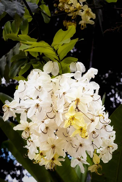 精选的焦点美丽的仙人掌花在花园里盛开 也叫仙人掌花 金黄色的淋浴 — 图库照片