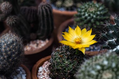 Kaktüs renkli çiçekleri olan güzel bir bitkidir..