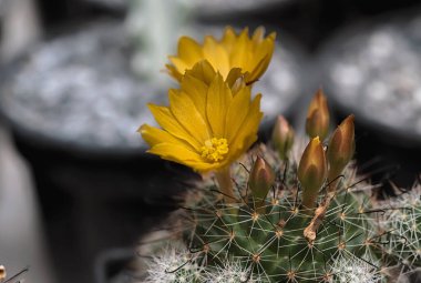 Kaktüs renkli çiçekleri olan güzel bir bitkidir..