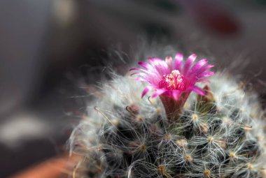 Kaktüs renkli çiçekleri olan güzel bir bitkidir..