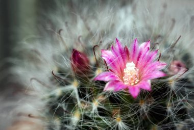 Kaktüs renkli çiçekleri olan güzel bir bitkidir..