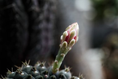 Kaktüs renkli çiçekleri olan güzel bir bitkidir..