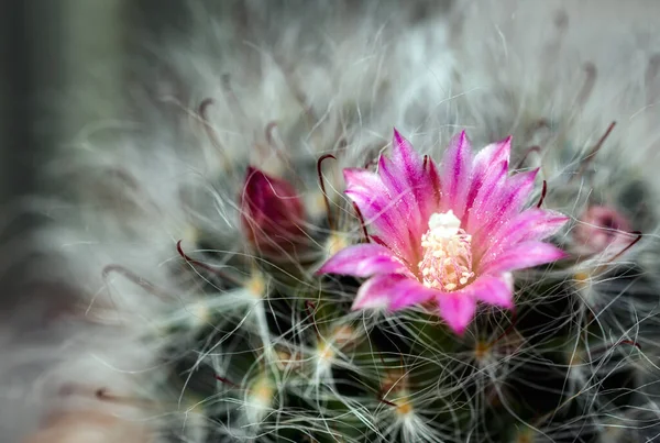 Kaktüs renkli çiçekleri olan güzel bir bitkidir..