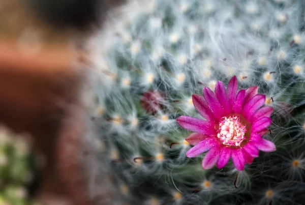 Cactus Una Hermosa Planta Con Muchas Flores Colores — Foto de Stock