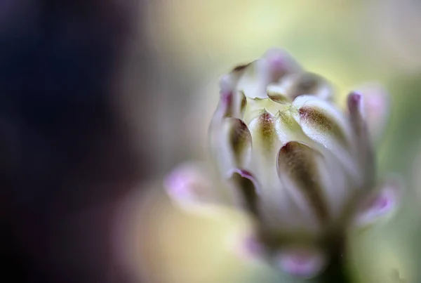 Cacto Uma Planta Bonita Com Muitas Flores Coloridas — Fotografia de Stock