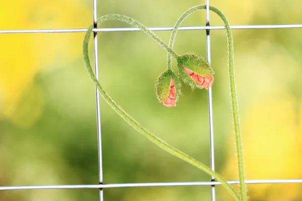 Two buds of poppy flower in the shape of heart — Stock Photo, Image