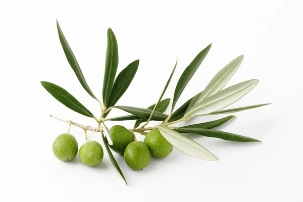 Gałązką oliwną i zielone oliwki — Zdjęcie stockowe