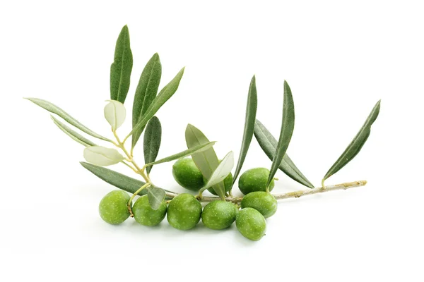 Yeşil Zeytin ve zeytin fışkın