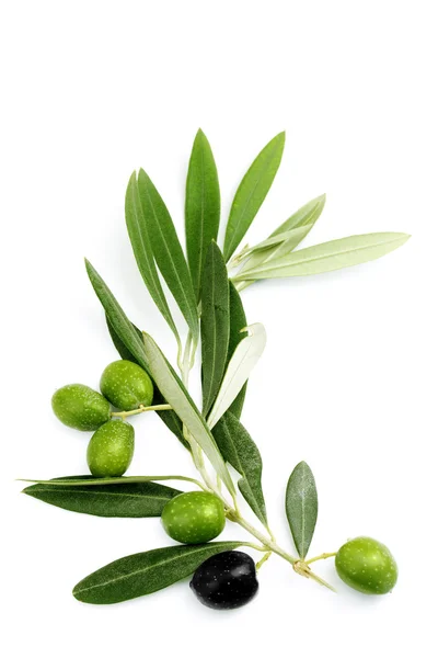 Zeytin Filiz ve siyah ve yeşil zeytin