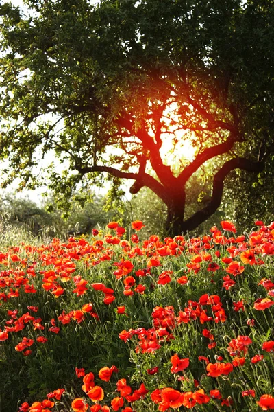 poppies, Çiçek Bahçesi