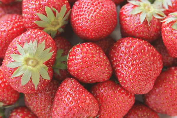 Fraises — Photo