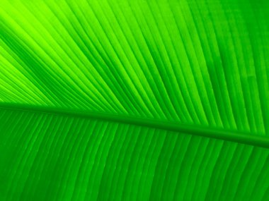 Egzotik yeşil tropikal yaprak dokusu