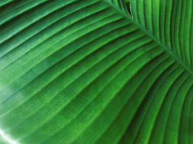 Egzotik yeşil tropikal yaprak dokusu