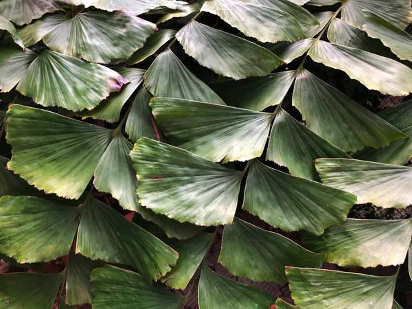 Εξωτική πράσινη τροπική υφή φύλλου — Φωτογραφία Αρχείου