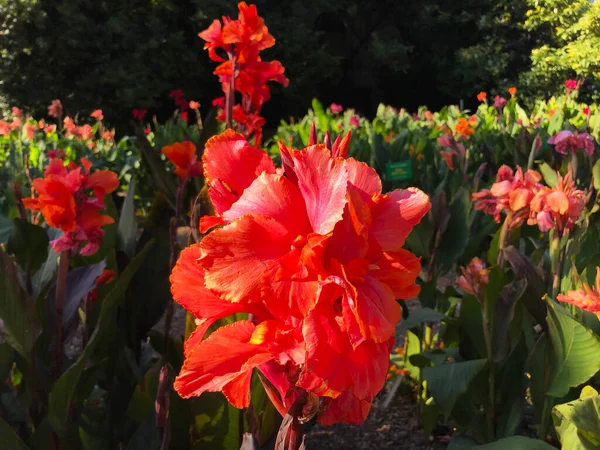 Тропический красивый красный цветок канны — стоковое фото