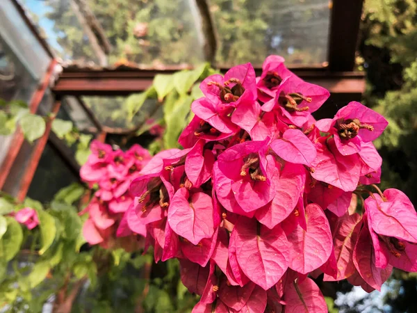 Flor de flor tropical bougainvillea spectabilis rosa — Fotografia de Stock