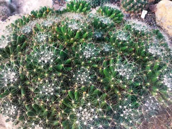 Mammillaria schiedeana verde cactus texture sfondo — Foto Stock