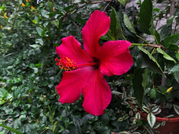 Hawaiian bela flor de hibisco vermelho — Fotografia de Stock