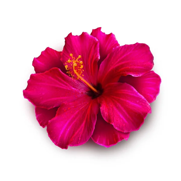 Hermosa flor de hibisco rojo hawaiano aislada sobre fondo blanco —  Fotos de Stock