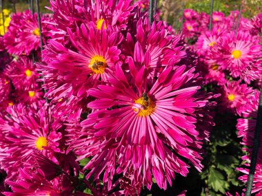 Sergide nadir bulunan kasımpatı çiçeği türü botanik seçilimi
