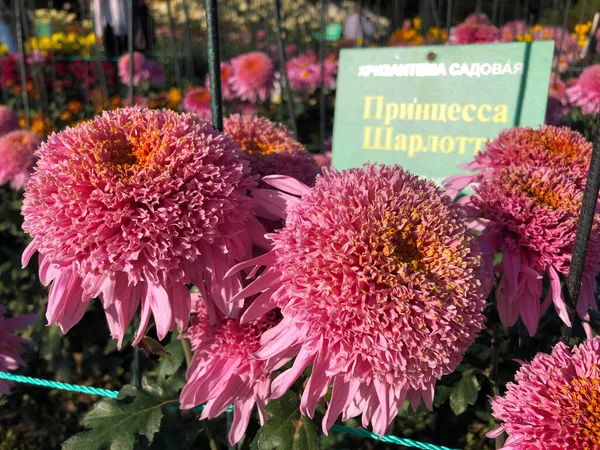 Raros crisântemo flor tipo seleção botânica em exposição — Fotografia de Stock