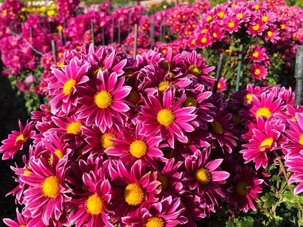 Raros crisântemo flor tipo seleção botânica em exposição — Fotografia de Stock
