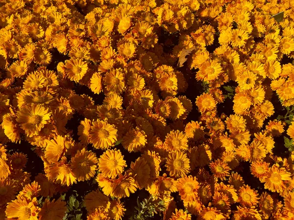Rare chrysanthème type fleur sélection botanique en exposition — Photo
