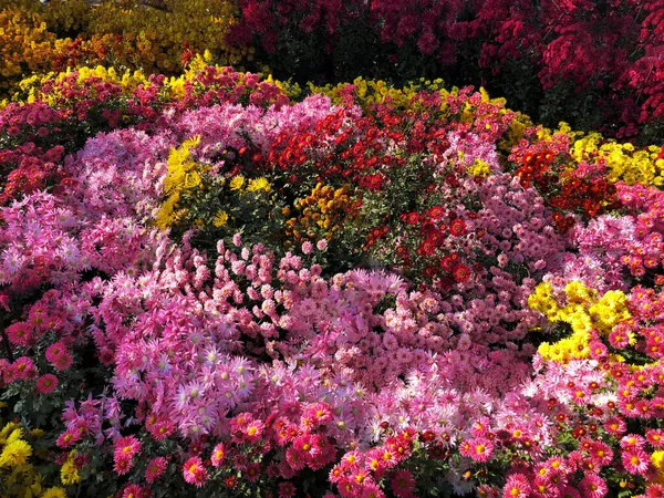 展覧会で珍しい菊の花型植物選択 — ストック写真