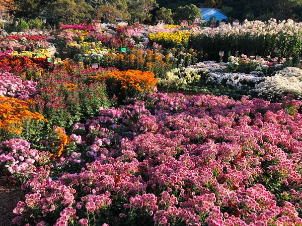 Seltene Chrysanthemenblütenart botanische Selektion auf Ausstellung — Stockfoto