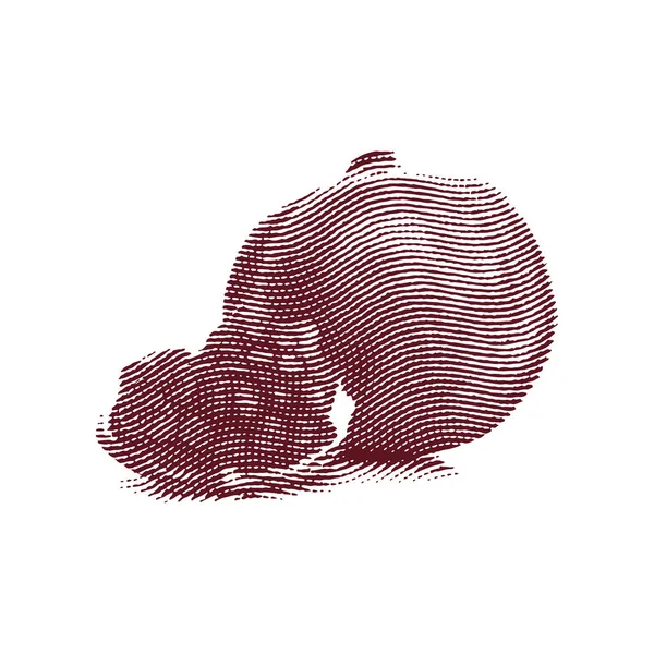 Conceito de ilustração de granada gravada —  Vetores de Stock