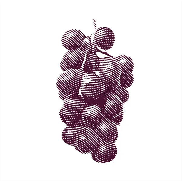 Ilustração gravada de uvas isoladas sobre fundo branco — Vetor de Stock