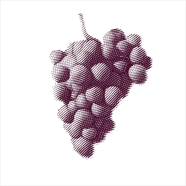 Illustration gravée de raisins isolés sur fond blanc — Image vectorielle