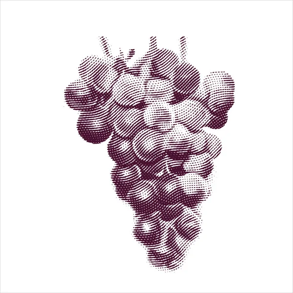 Engraved illustration of grapes isolated on white background — Stock Vector