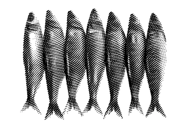 Illustrazione in stile inciso di ostriche fresche in gusci per menu — Vettoriale Stock