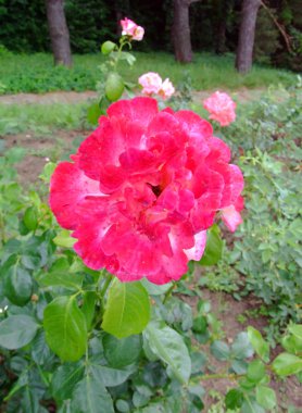 Deesse Rose