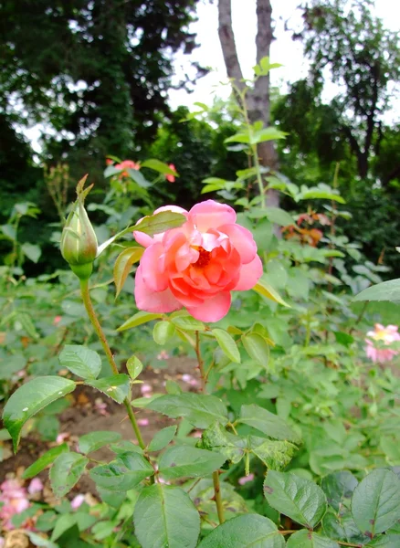 Brocado rosa — Fotografia de Stock