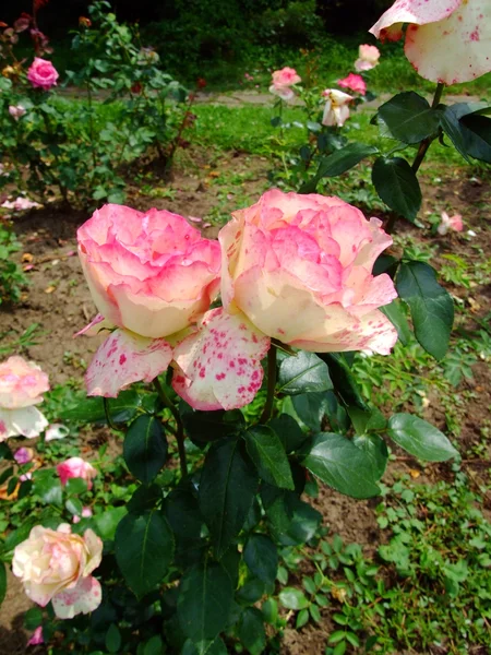 Baronne Edmond de Rothschild Rose — Zdjęcie stockowe