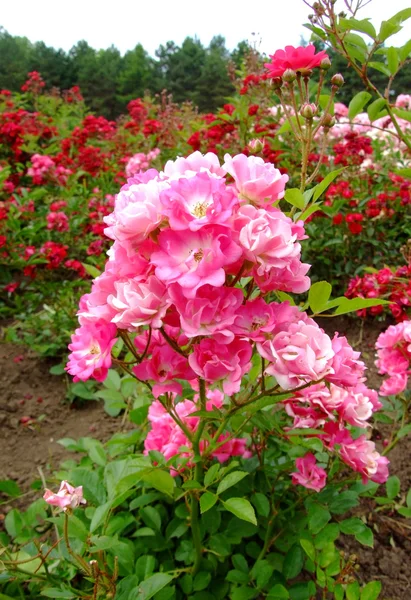 Eglantine růže — Stock fotografie