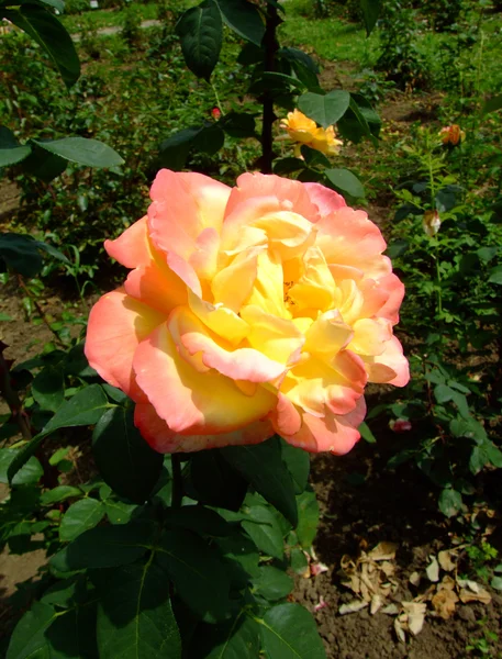 Emeraude d 'or roses — Stockfoto