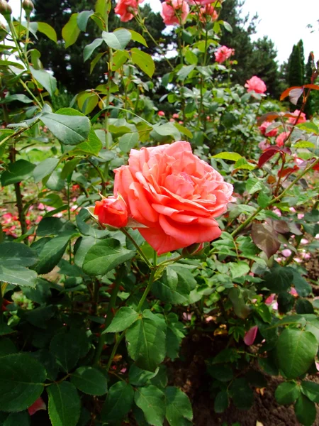 Cuota de Rose — Foto de Stock