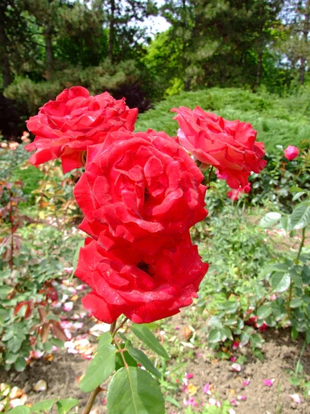 Idylle Rose — Foto de Stock