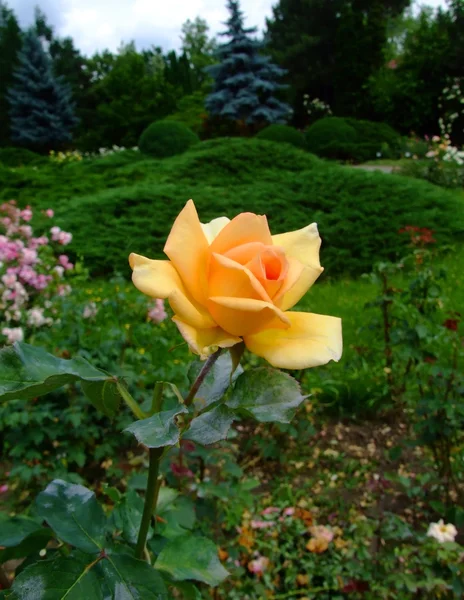 Rosas de lutetia — Fotografia de Stock